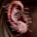 Uzman hekim, Auriküloterapi yöntemini bir hastaya uyguluyor. Auriküloterapi seansında doktorun elinde detaylı bir kulağa odaklanma. Kulağa uygulanan Auriküloterapi: Profesyonel bir tedavi yaklaşımı. Hekim tarafından gerçekleştirilen Auriküloterapi seansı. Auriküloterapi: Kulağınıza özel bir dokunuş.