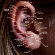 Uzman hekim, Auriküloterapi yöntemini bir hastaya uyguluyor. Auriküloterapi seansında doktorun elinde detaylı bir kulağa odaklanma. Kulağa uygulanan Auriküloterapi: Profesyonel bir tedavi yaklaşımı. Hekim tarafından gerçekleştirilen Auriküloterapi seansı. Auriküloterapi: Kulağınıza özel bir dokunuş.